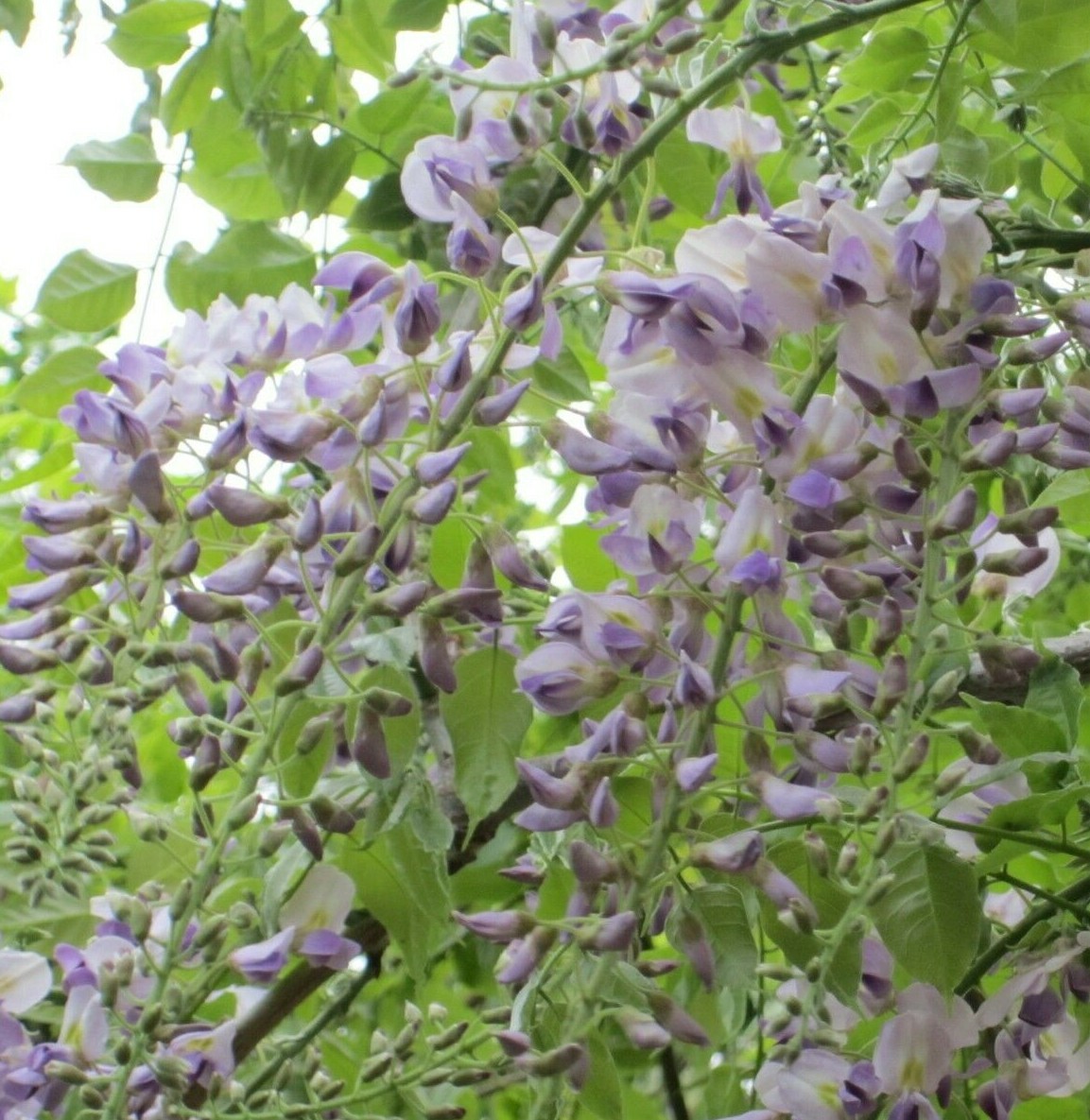 American Purple Wisteria frutescens Perennial vine, fragrant flowers 8 seeds
