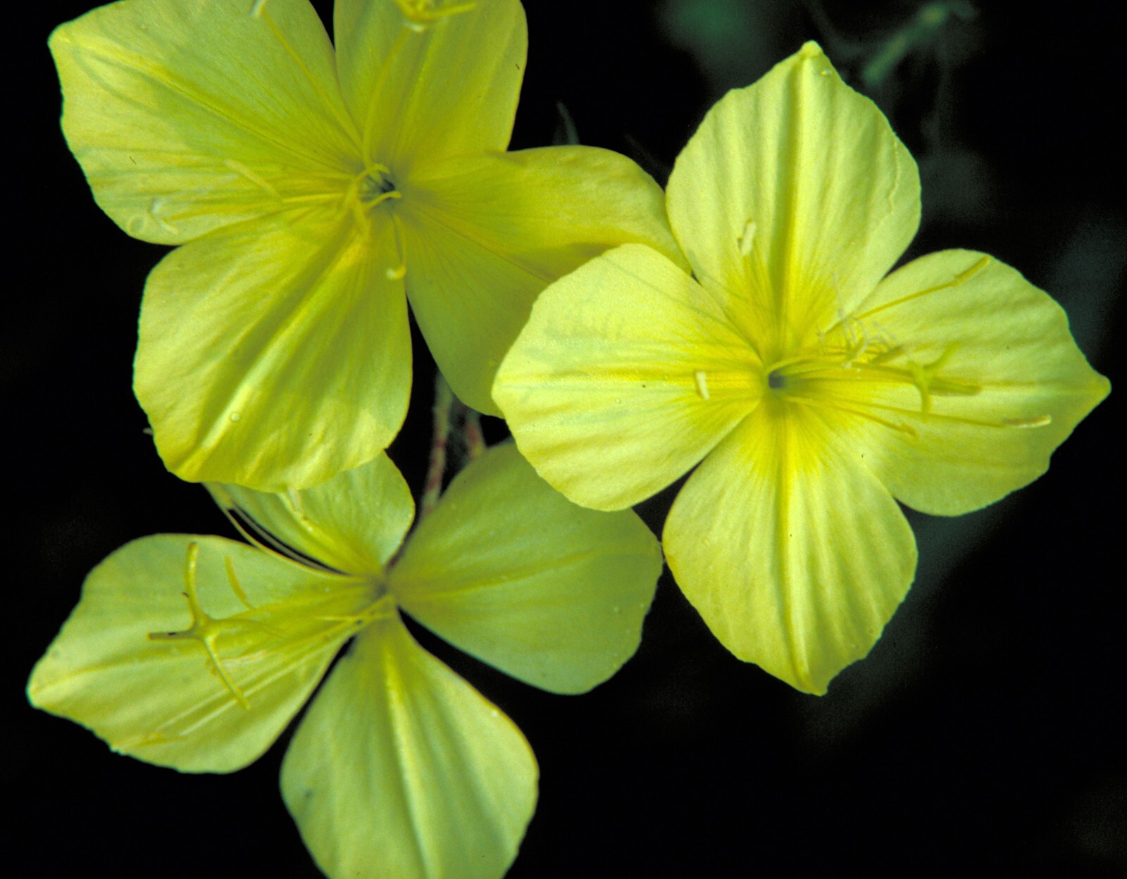 Oenothera rhombipetala | Diamond-Petal Evening Primrose | 20 Seeds