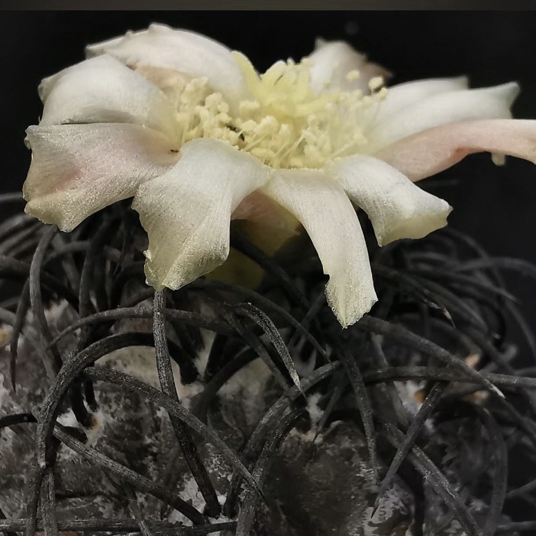 (10) Pack RARE SEEDS Copiapoa Griseoviolacea US SELLER