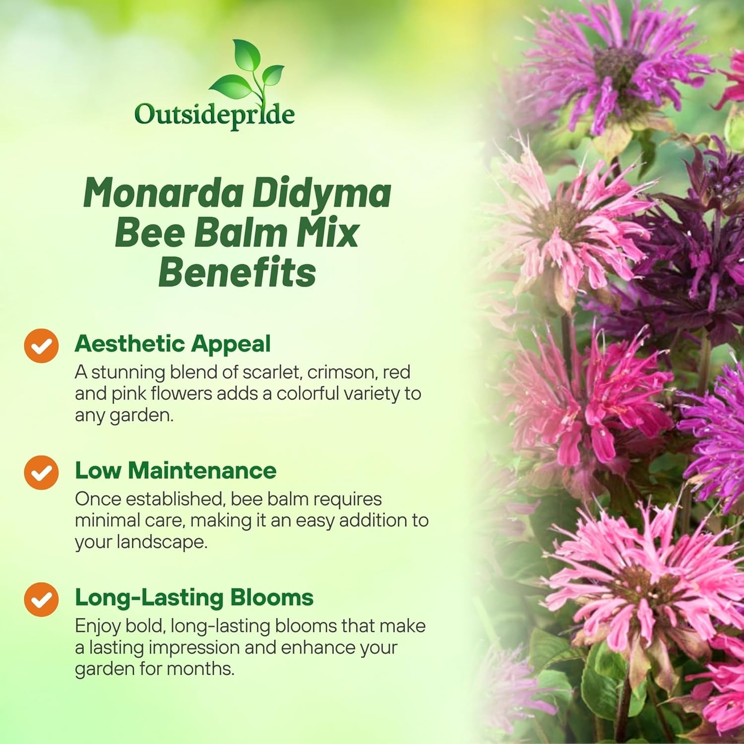 500 Seeds Monarda Didyma Seed Mix For Planting Outdoors | Bee Balm Mix Flower