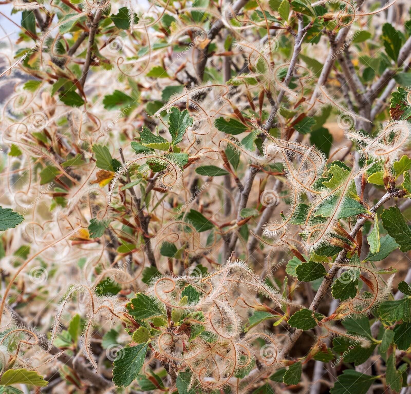 6 Mountain Mahogany Seeds