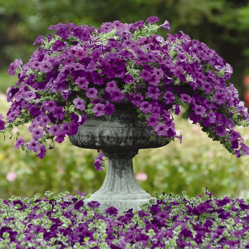 30 Seeds Blue Easy Wave Spreading Petunia Flower Seeds
