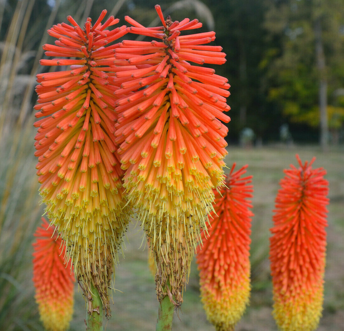 RED HOT POKER 100 SEEDS, ORANGE AND YELLOW FLOWERS. KNIPHOPHIA, TORCH LILY