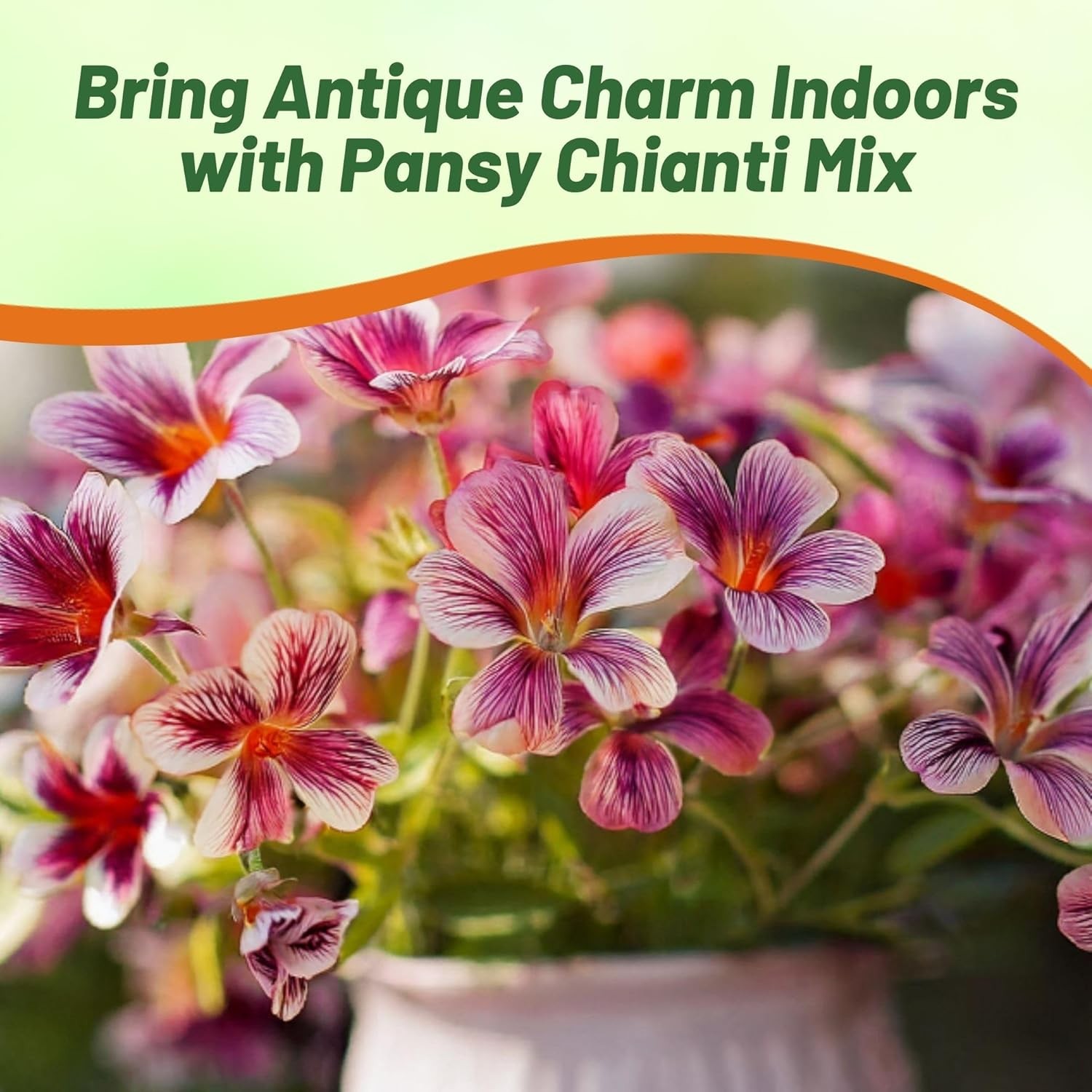 25 Seeds Pansy Chianti Flower Seed Mix – Viola x wittrockiana