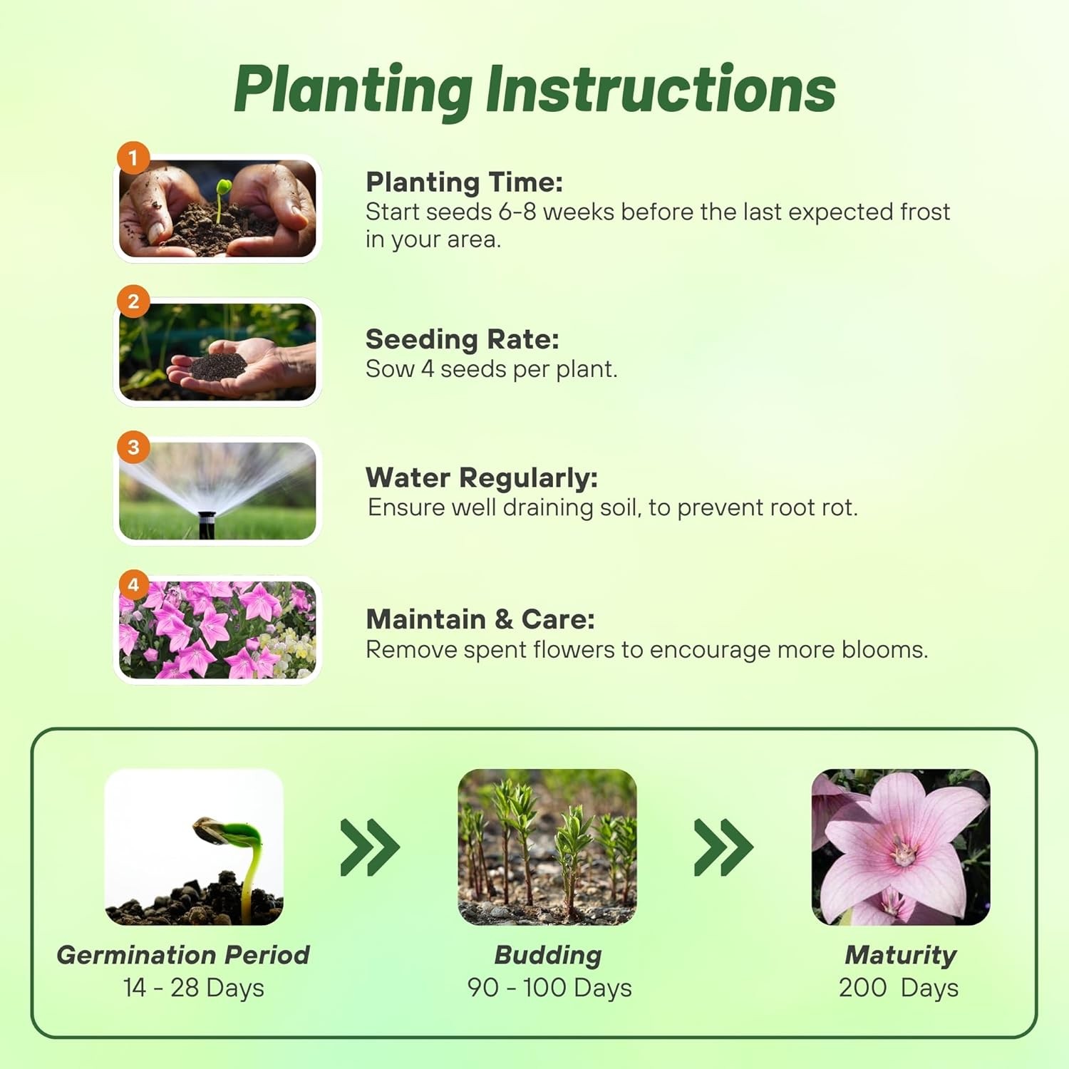 1000 Seeds Balloon Flower Seed – Platycodon Grandiflora Rose Flower Seeds