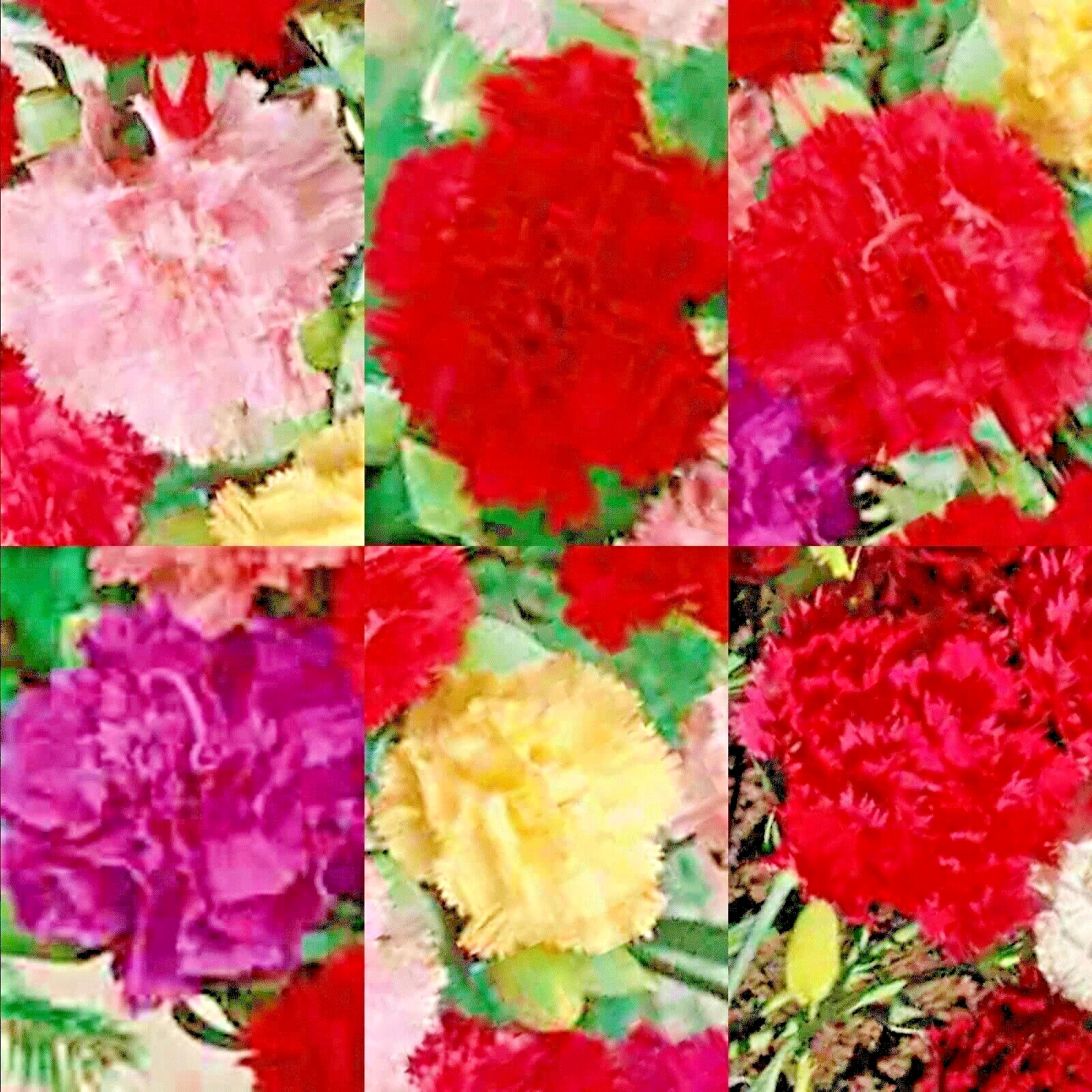 CARNATION AUTUMN MIX 100 SEEDS RARE DIANTHUS CHABAUD FLOWERS DOUBLE BLOOMS USA