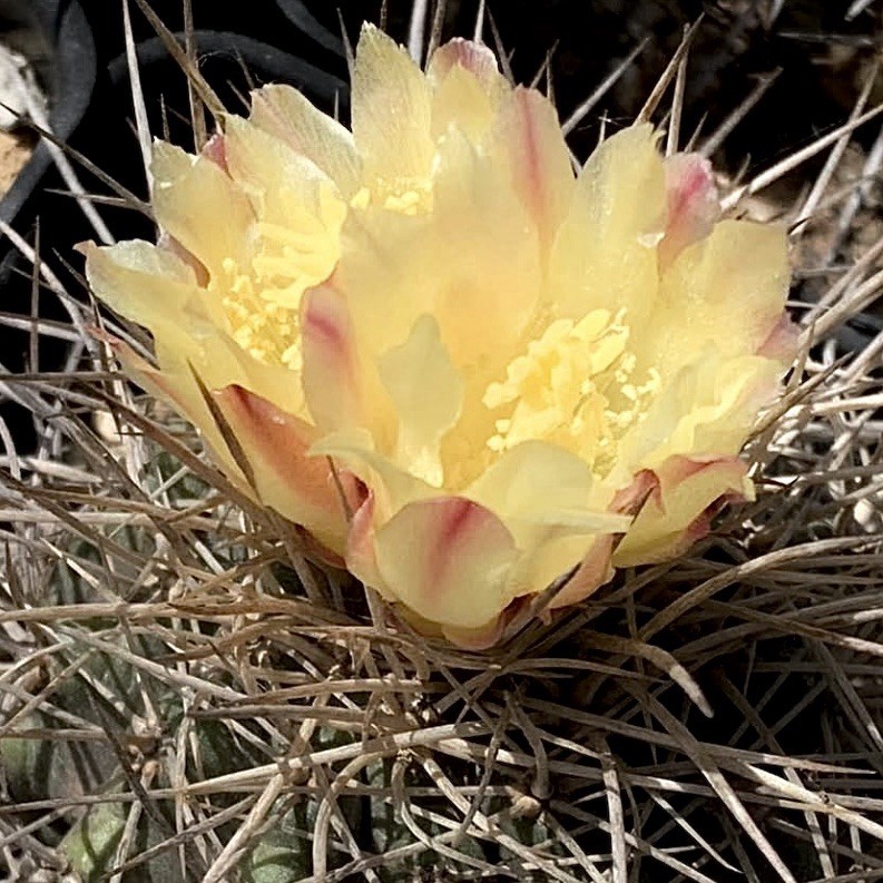 (10) Pack RARE SEEDS Copiapoa Taltalensis US SELLER