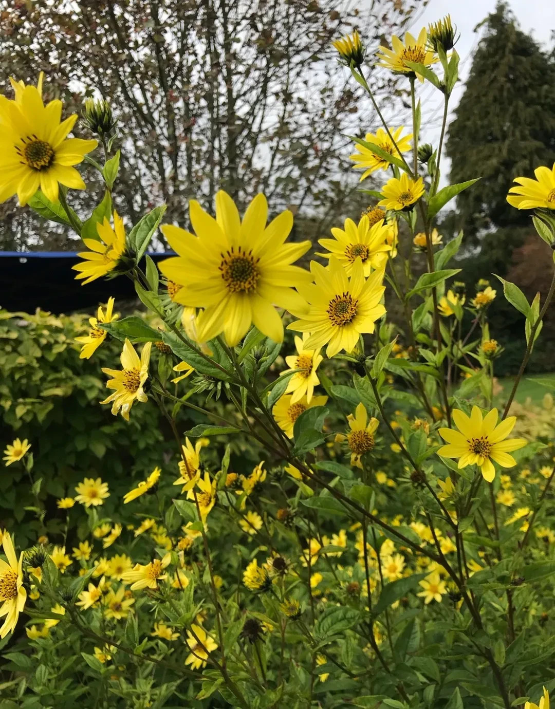 Lemon Queen Sunflower, Lemon Yellow, Variety Sizes Sold, FREE SHIPPING