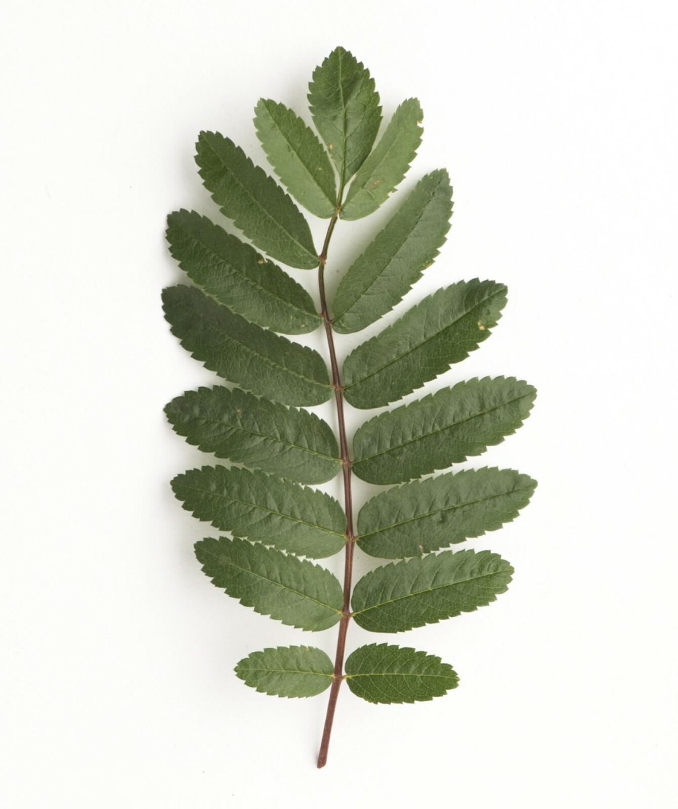 18-24” tall European Mountain Ash 2 Year Old (Sorbus aucuparia) tree