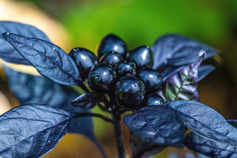 Black Pearl Ornamental Pepper 10 Seeds Free Shipping!