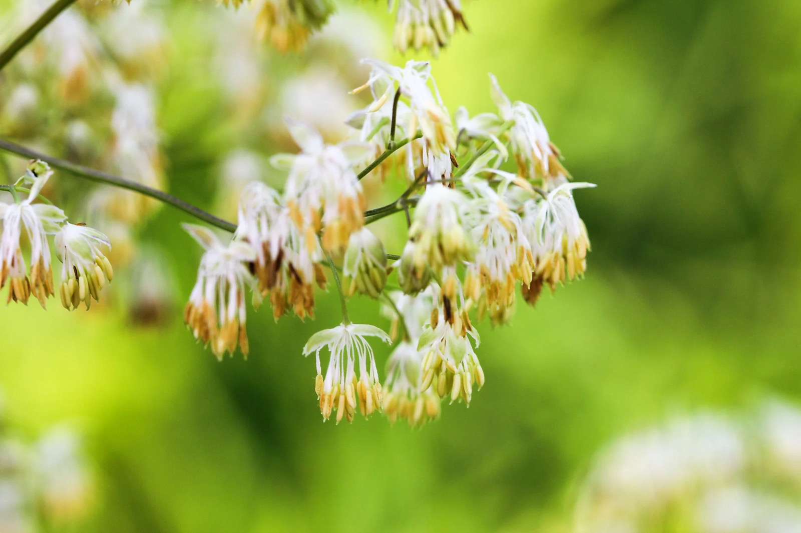 50 PURPLE MEADOW RUE Thalictrum Dasycarpum White & Yellow Flower Herb Seeds