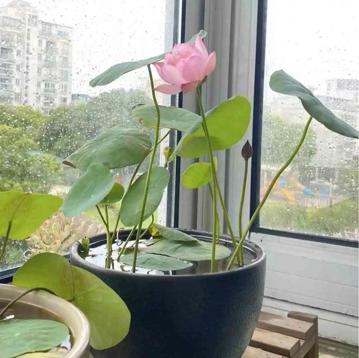 Lotus Seeds – Fast Growing, Easy for Beginners, Beautiful Flowers