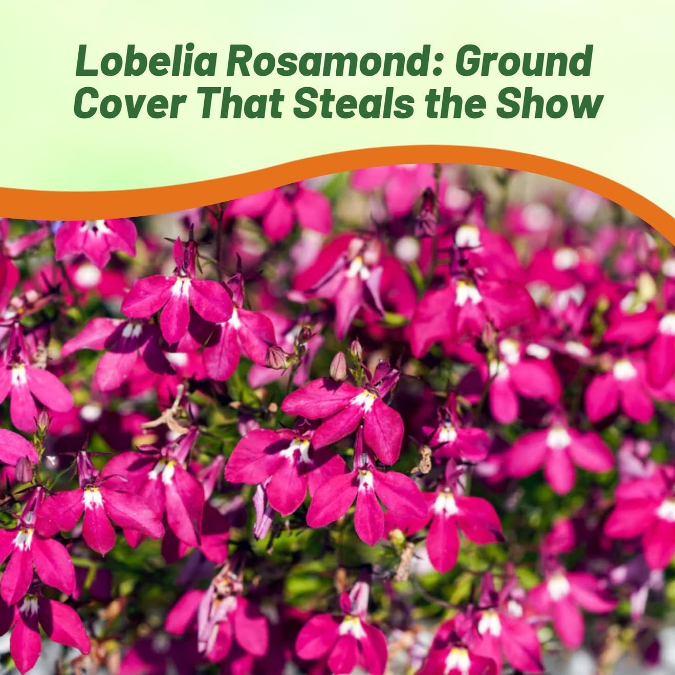 5000 Seeds Lobelia Seed – Lobelia Erinus Rosamund Ground Cover Seeds AAS Winner