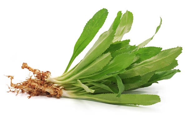 Vietnamese Culantro Seeds – Ngo Gai – HEIRLLOM – NON-GMO 250MG