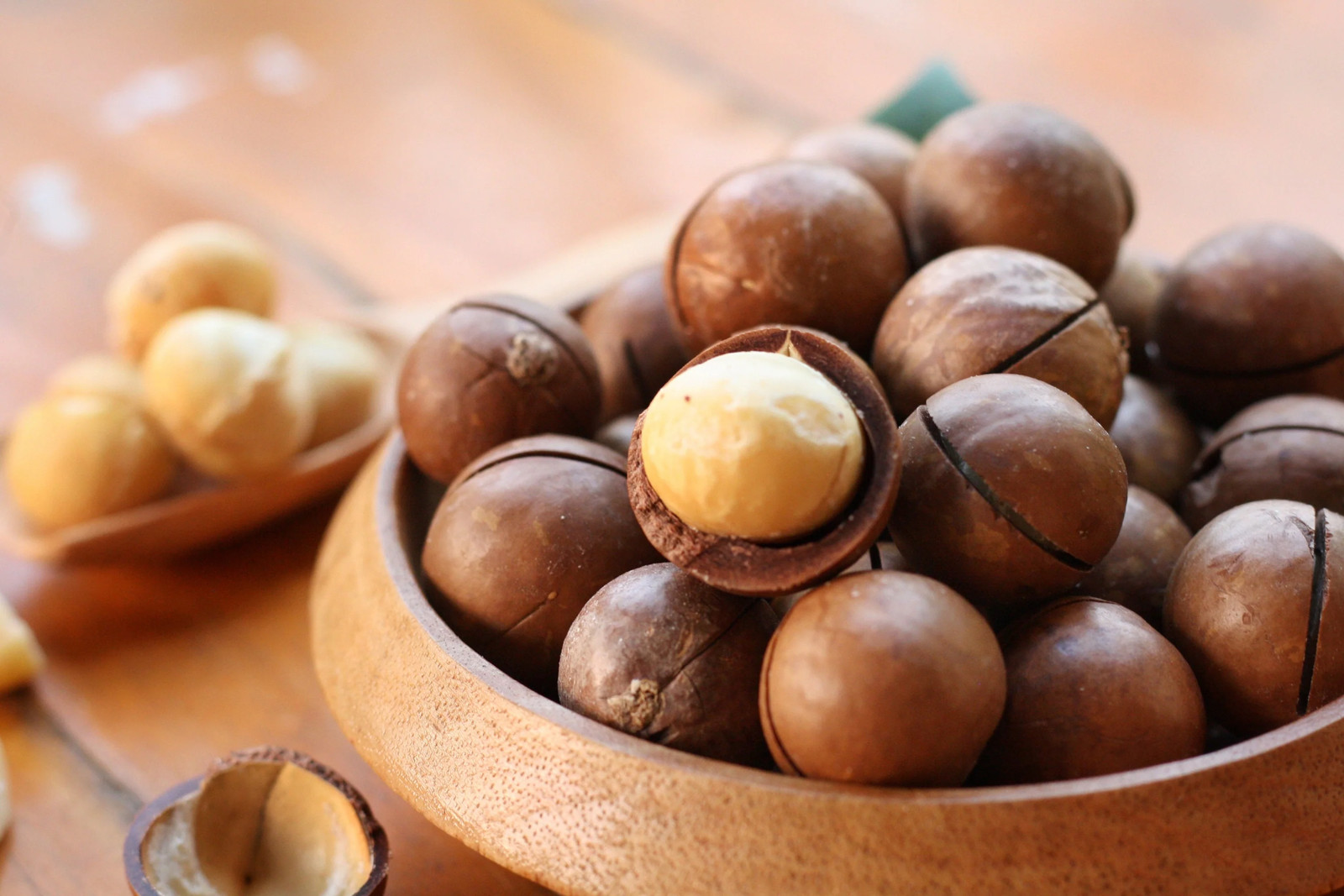 5 MACADAMIA NUT Tree Macadamia Integrifolia Nut Fruit White Pink Flower Seeds