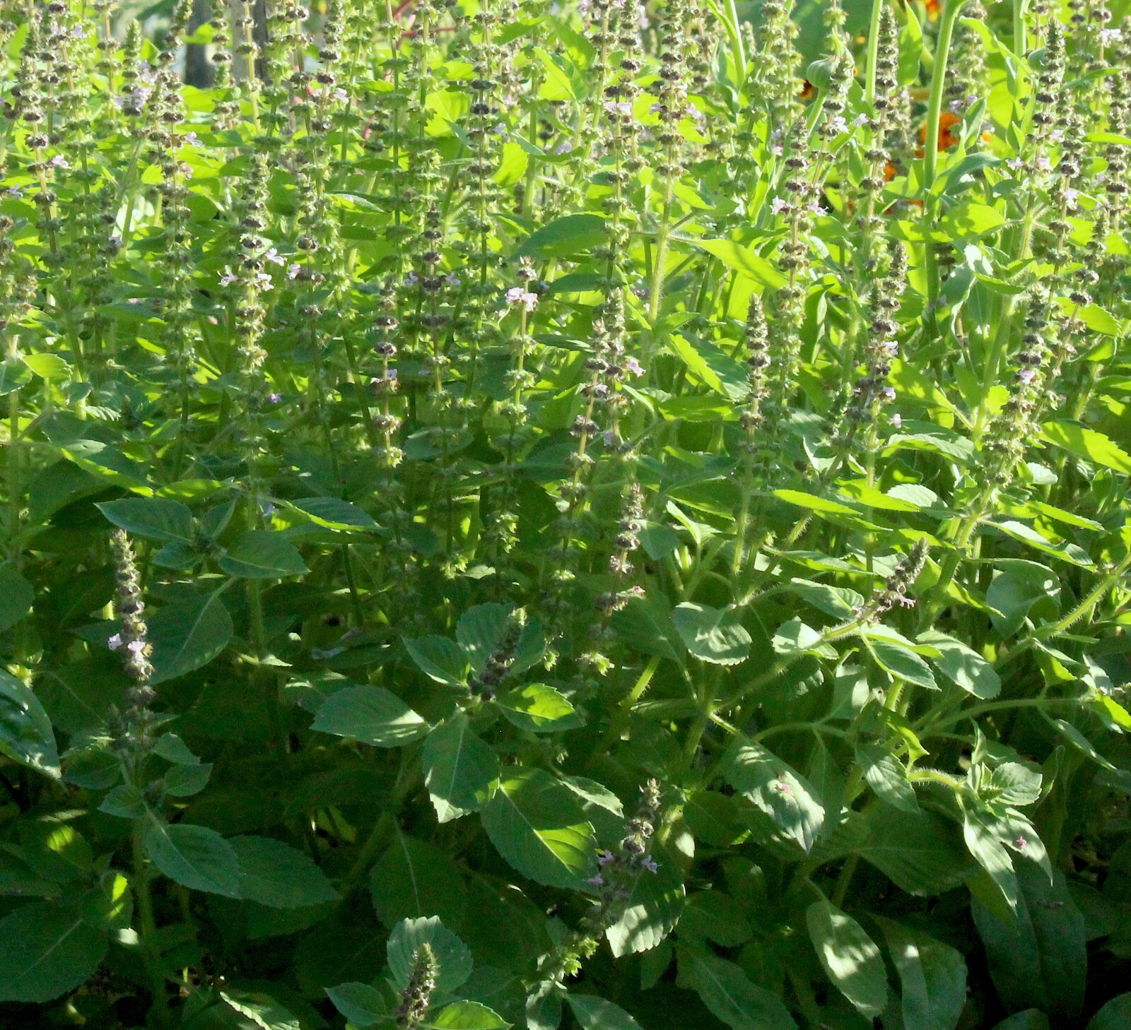 100+ SEEDS NEW 2024 HOLY BASIL – Organic Kapoor Tulsi – Bubblegum scent Herbal