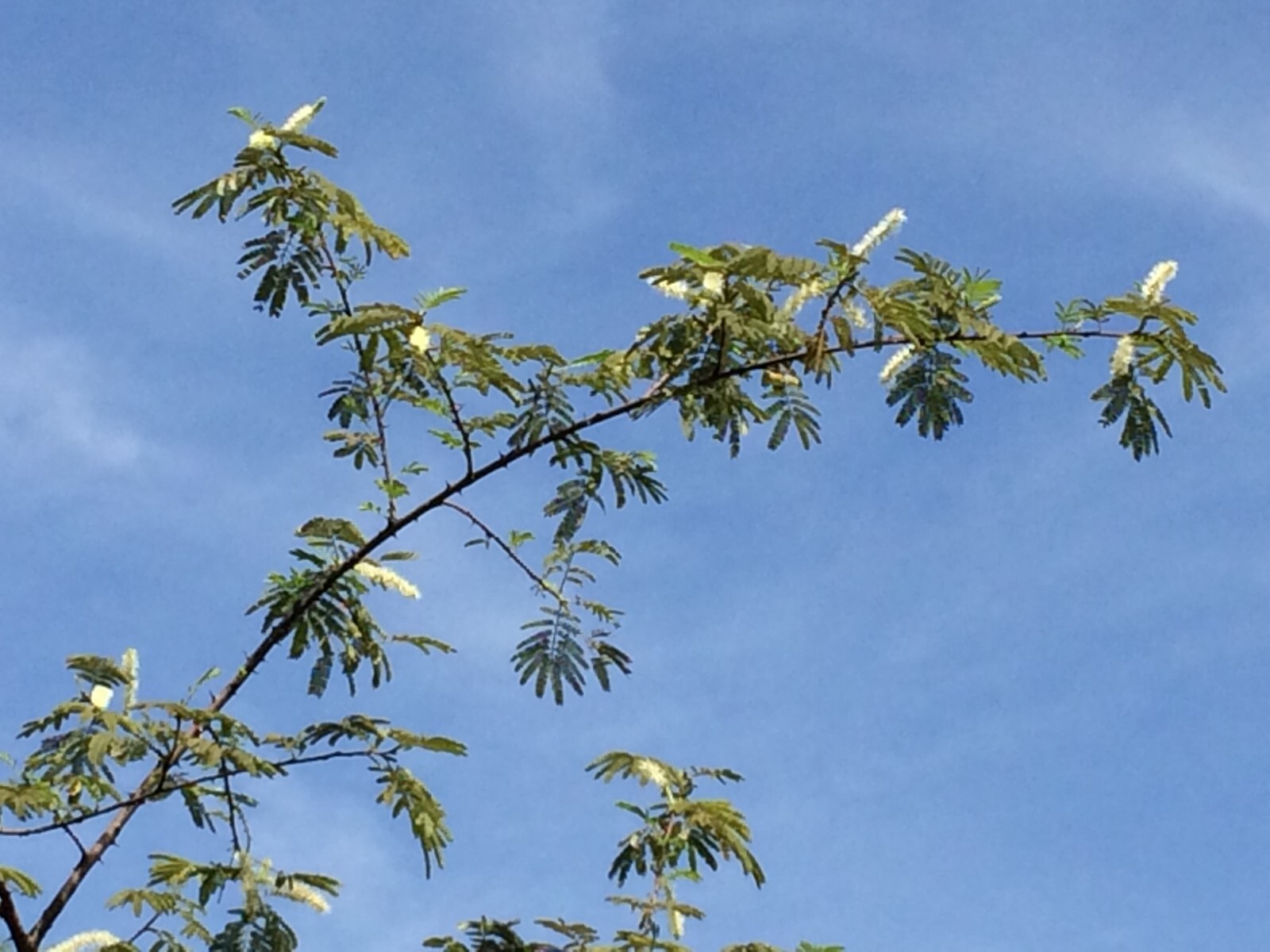 Mimosa Tenuiflora Seeds (not in pods) – 20 Seeds – 2024 Season