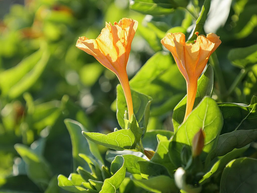 Yellow Four O’ Clock Seeds | Mirabilis Jalapa Marvel of Peru Flower Seed 2025
