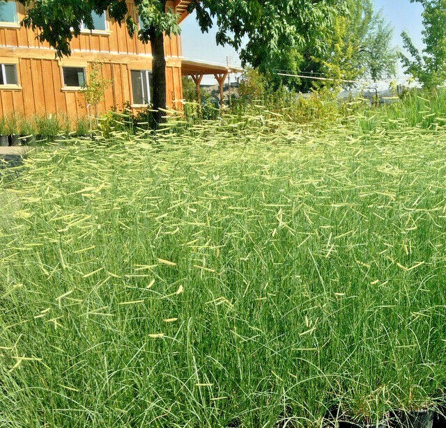 1001+BLUE GRAMA Seeds Native Prairie Grass Drought Poor Soils Low Maintenace