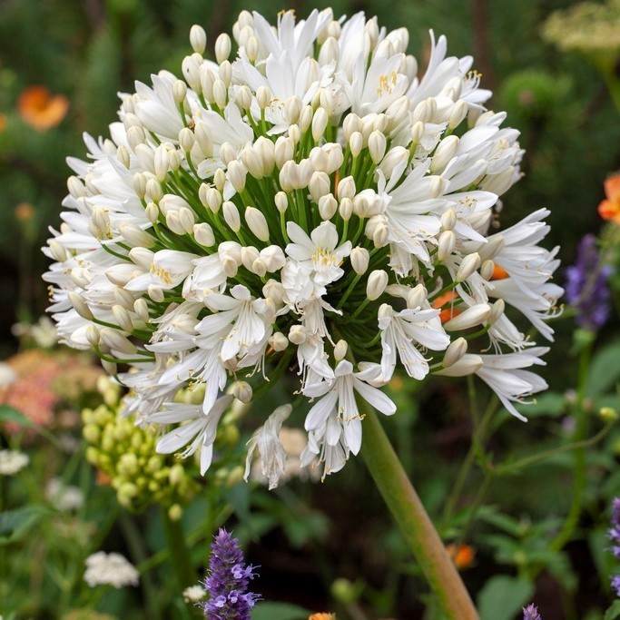 White Lily of the Nile Agapanthus Getty White Seeds Free Shipping!