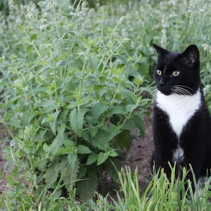 CATNIP 15 FRESH HERB SEEDS FREE USA SHIPPING