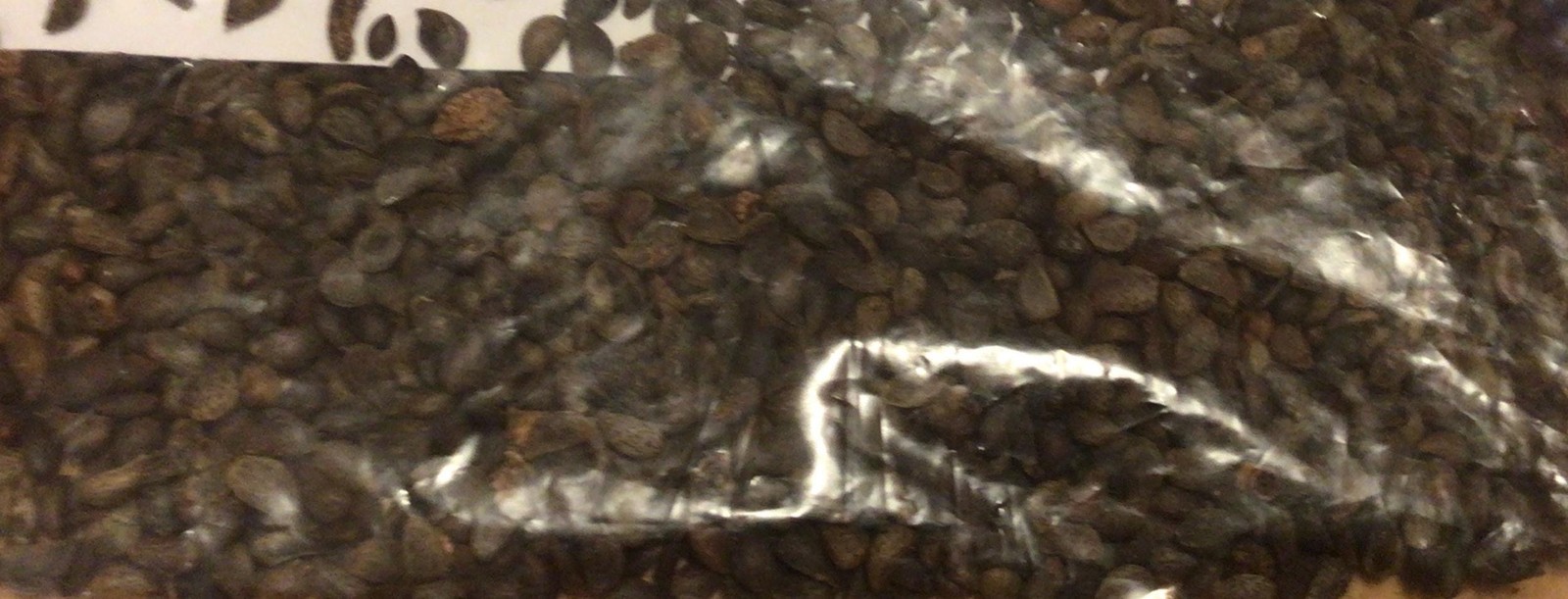 Bradford Pear Seeds (Pyrus Calleryana) Callery Pear