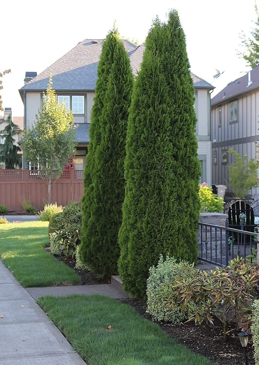 Italian Cypress | 3 Gallon | Cupressus sempervirens | Low Maintenance | Hardy