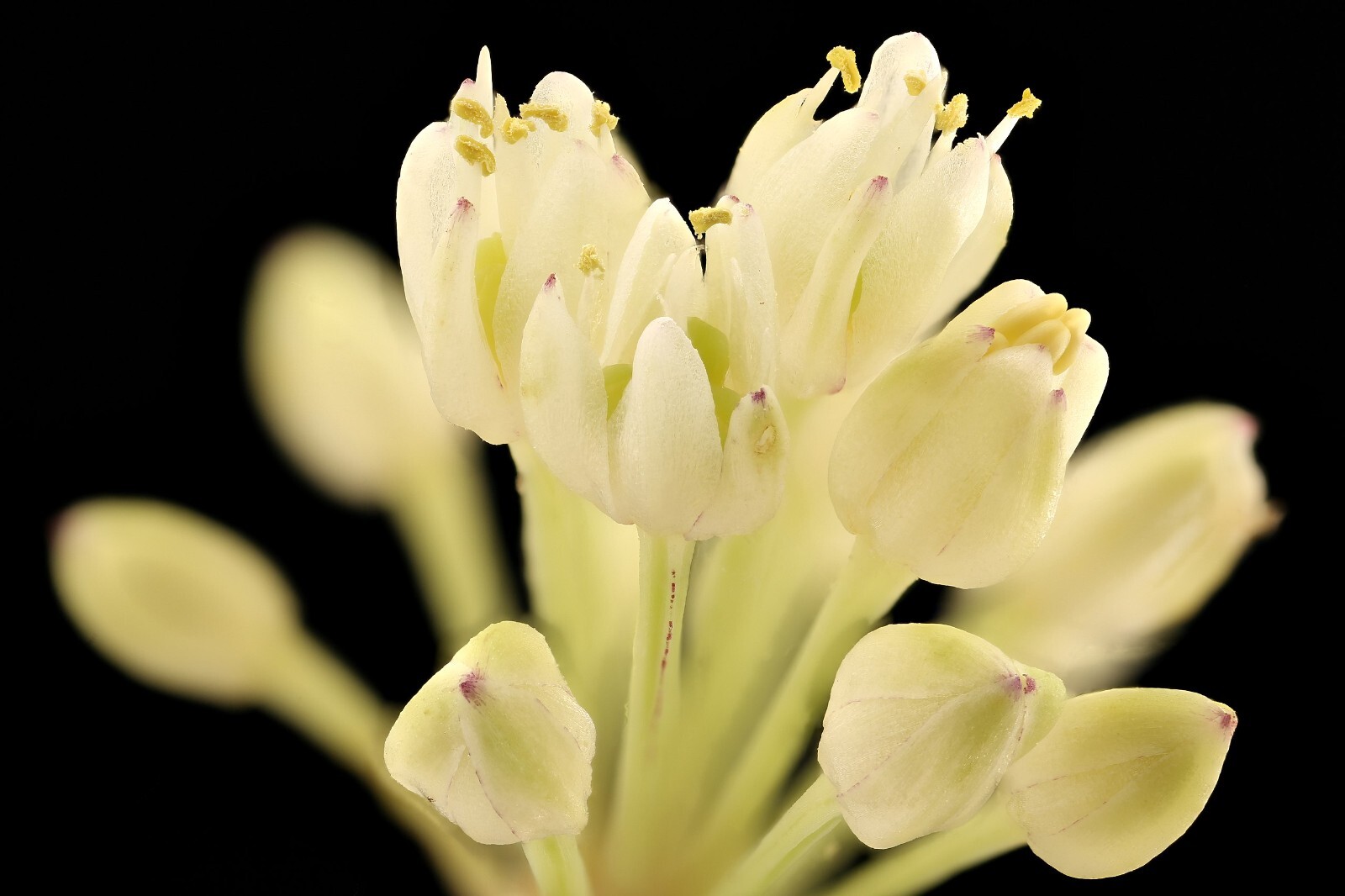 WILD RAMPS Seeds (Allium tricoccum) Ramson Vegetable Wild Garlic Wild Leek Plant