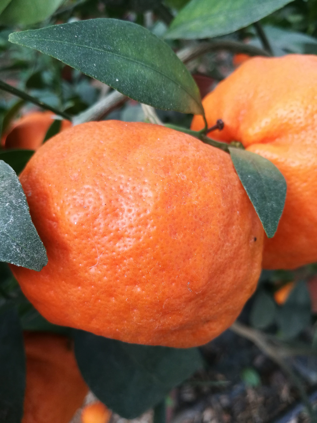 Citrus reticulata CHANGSHA MANDARIN ORANGE – COLD HARDY Tree SEEDS!