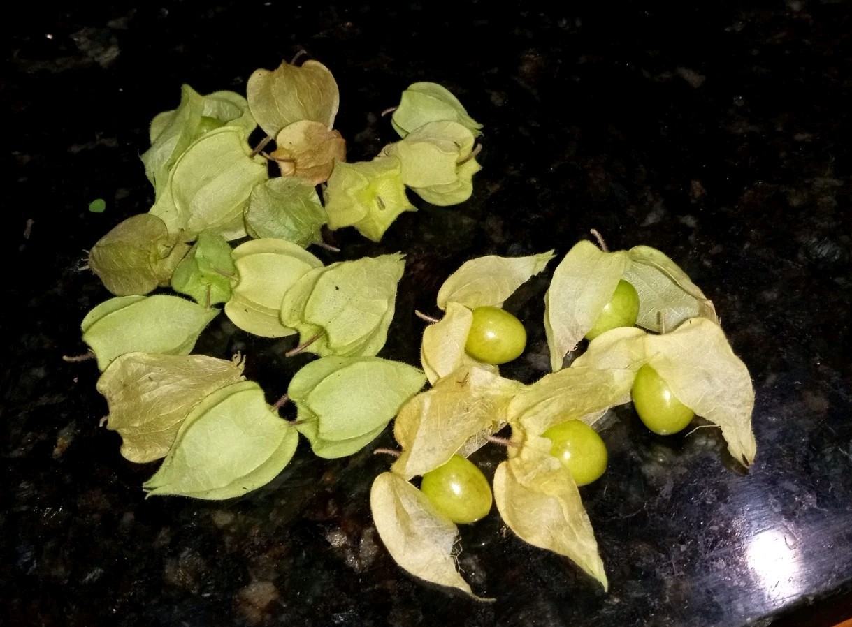 25 Rare Ground Cherry (Physalis pruinosa) Seeds.US Grown Seeds .Dwarf Plants.