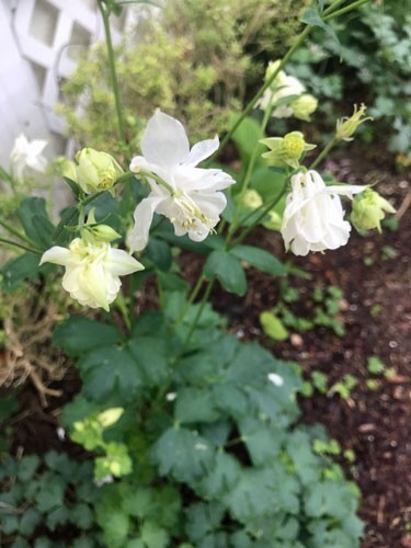Aquilegia vulgaris | Snowballs | 20 Seeds