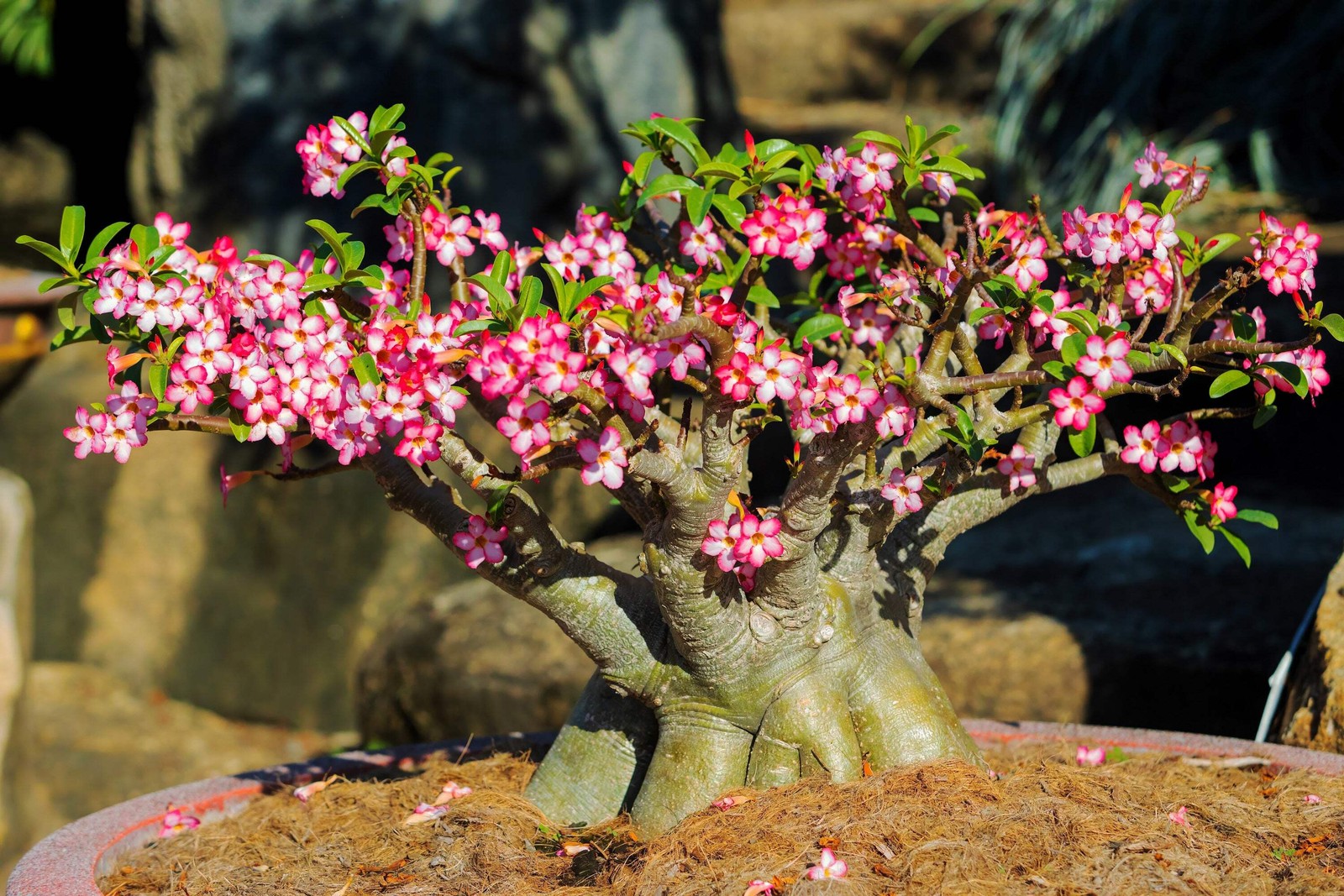 10 Mixed DESERT ROSE / ADENIUM Obesum African Houseplant Flower Seeds *Comb S/H