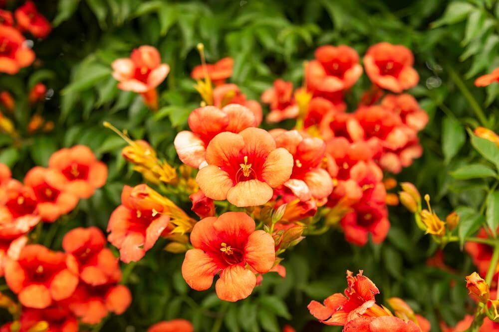 25 Orange Trumpet Creeper Vine Seeds Hummingbird Bush – Non-GMO Seeds