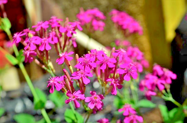 150 NODDING CATCHFLY SEEDS | SALE FREE SHIPPING NON GMO HEIRLOOM