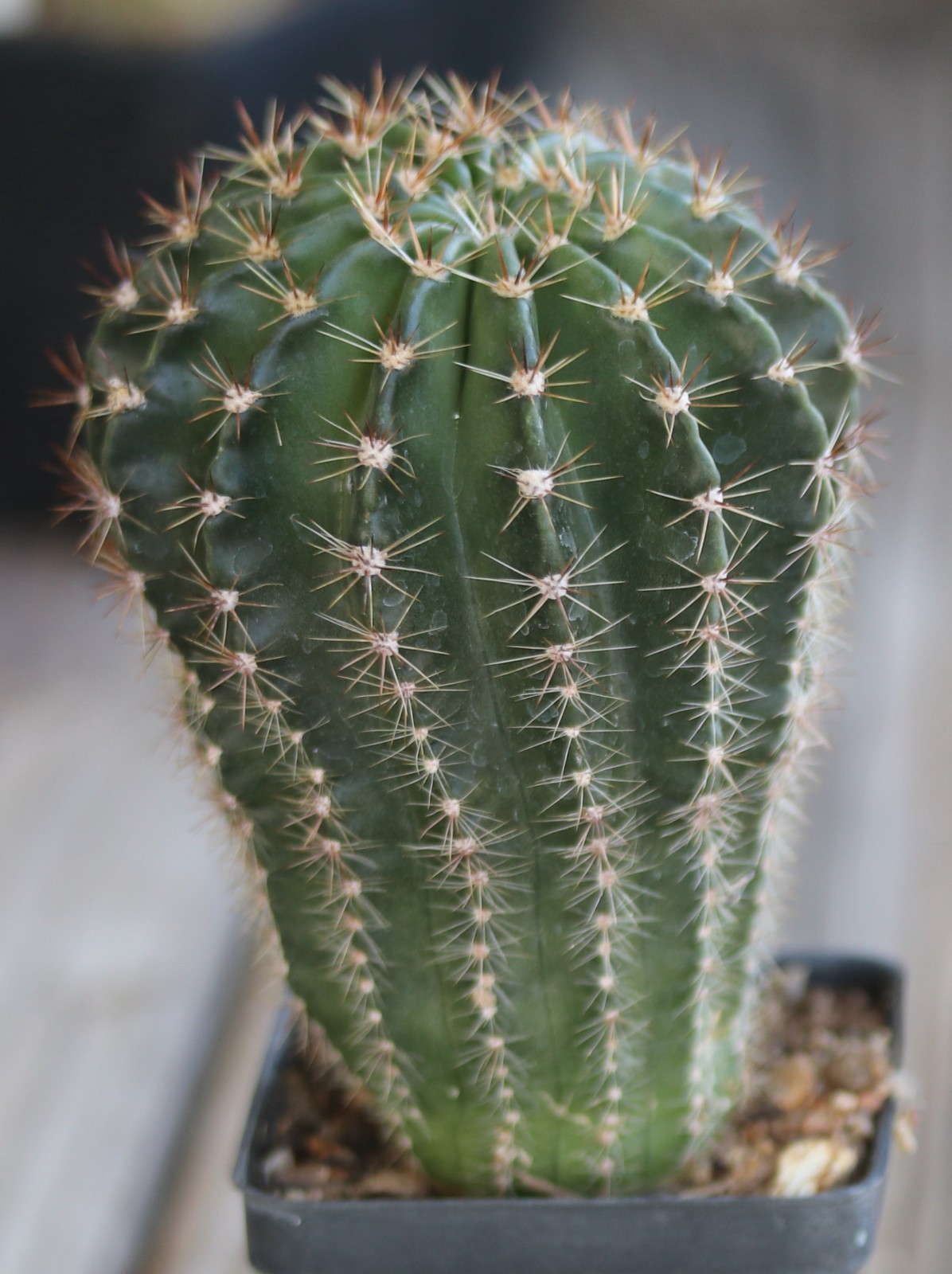 Echinopsis hybrid ‘Ben Hur’