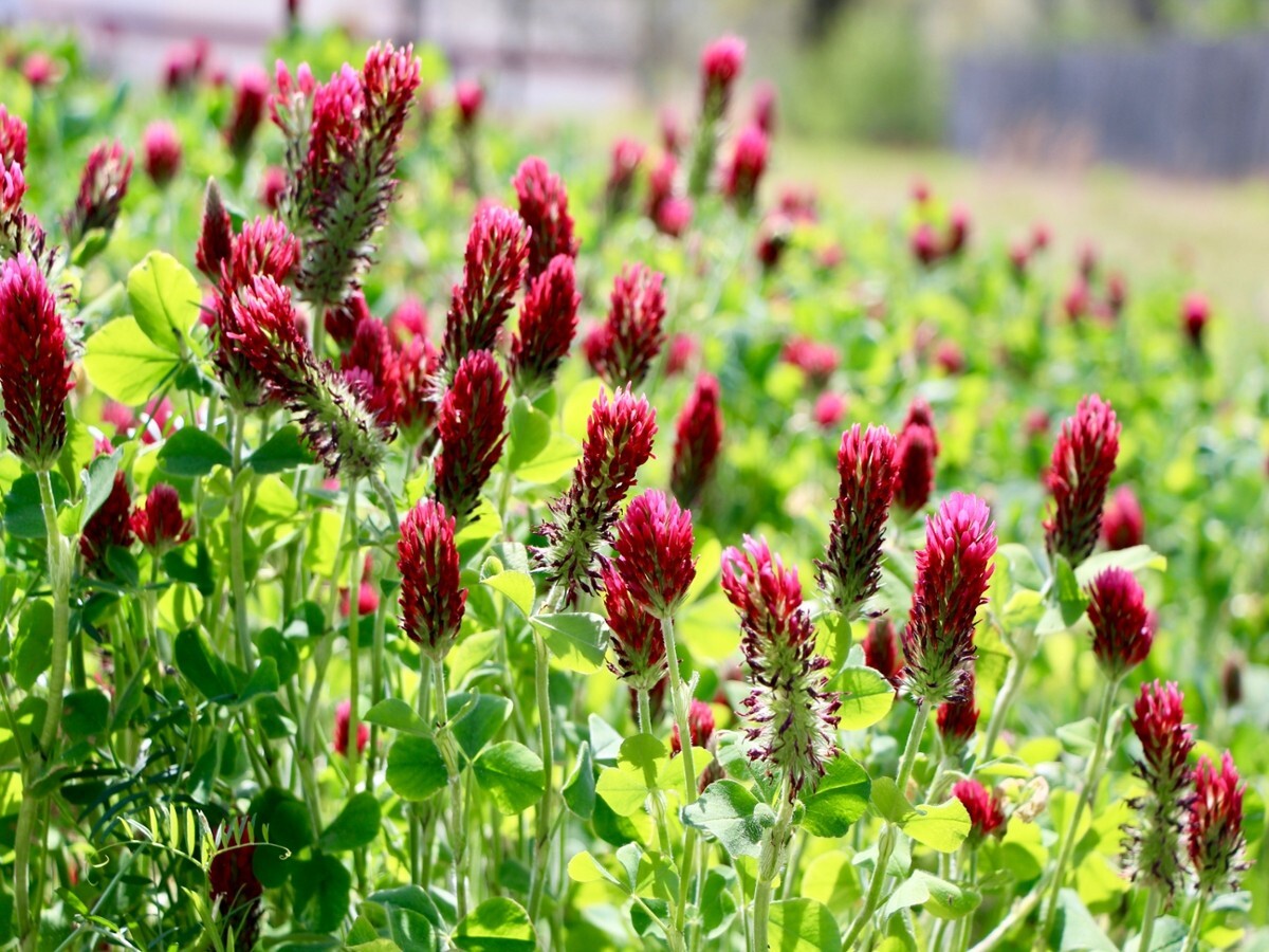 600+ Clover CRIMSON RED SEEDS – Pollinator Food – Cover Crop – NON GMO — FRESH