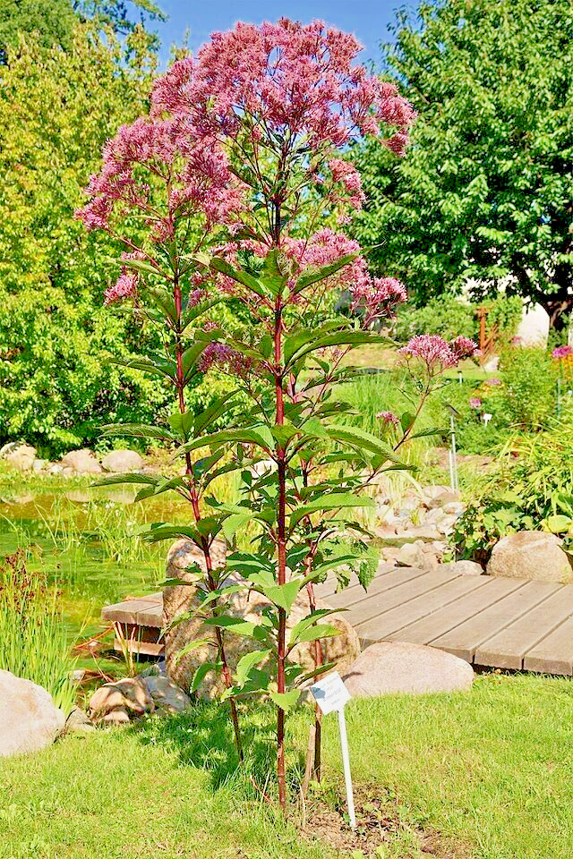 JOE PYE WEED 1001 SEEDS BONSET, EUPATORIUM PURPUREUM, TALL WILDFLOWER, BULK