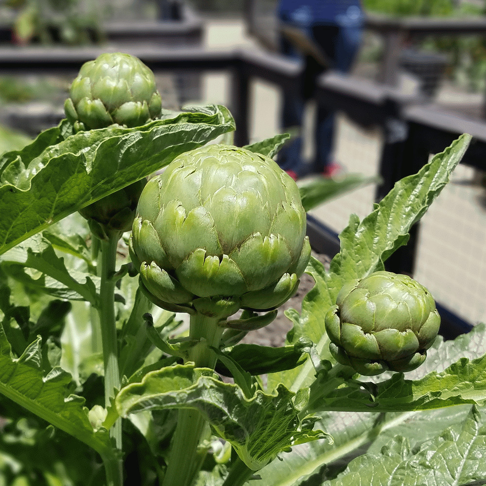 50 Green Globe Artichoke Seeds – Non-GMO – Always Fresh Seeds!
