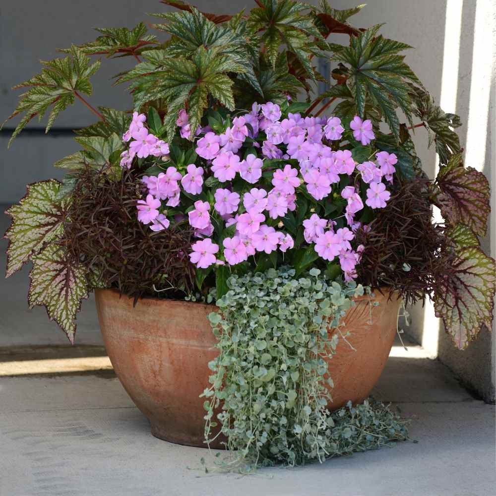 15 Seeds Dichondra Seeds Heat & Drought Tolerant Silver Falls Ground Cover
