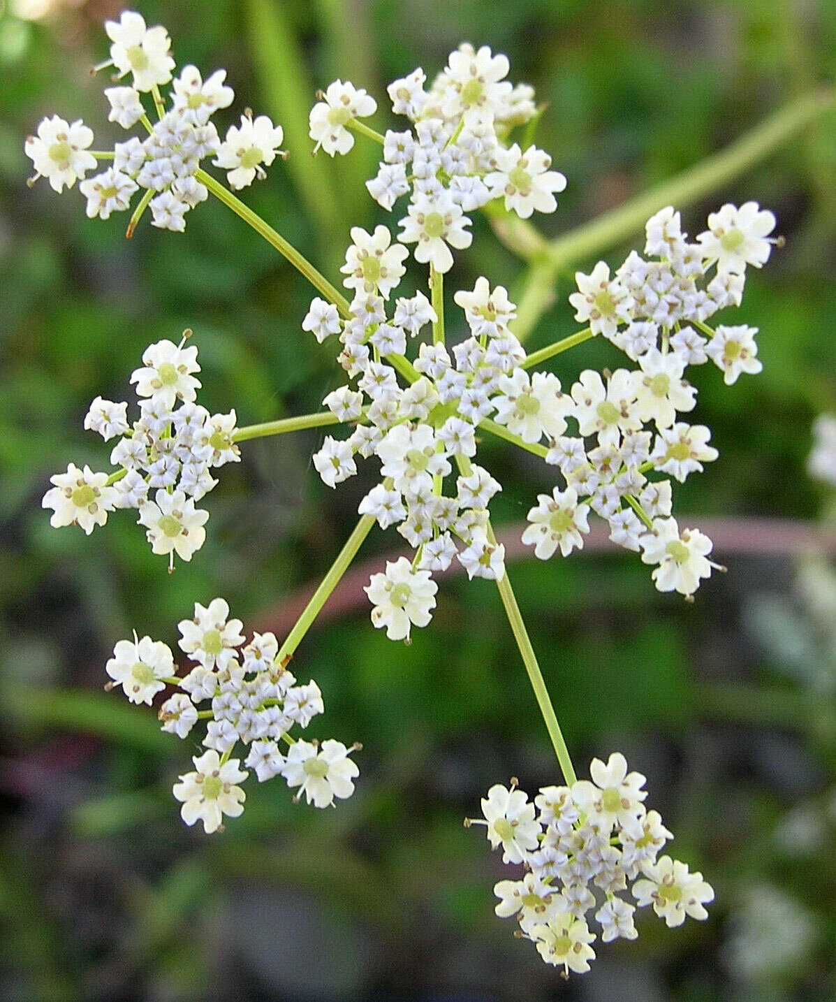 Caraway Seeds | Vegetable Herb Plant Garden Rye Fennel White Cumin Seed 2024