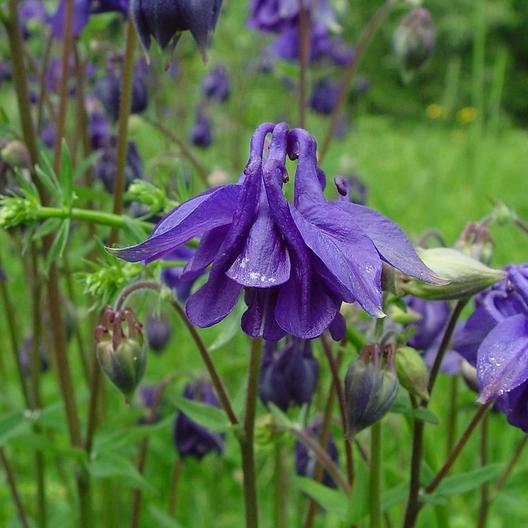 Dwarf EUROPEAN COLUMBINE Mixed Colors Perennial NA Native Non-GMO 200 Seeds!