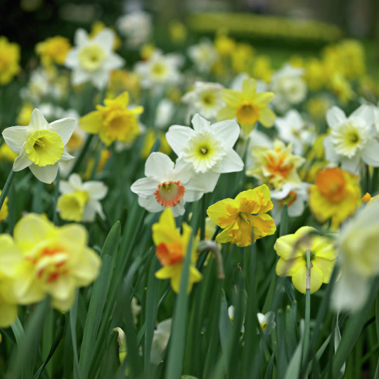 5 mixed Daffodil & Narcissus bulbs ~Woodland gardens ~Naturalize **Spring Planti