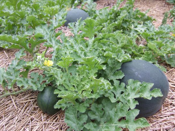 Sugar Baby Watermelon Seeds – 25 Seeds