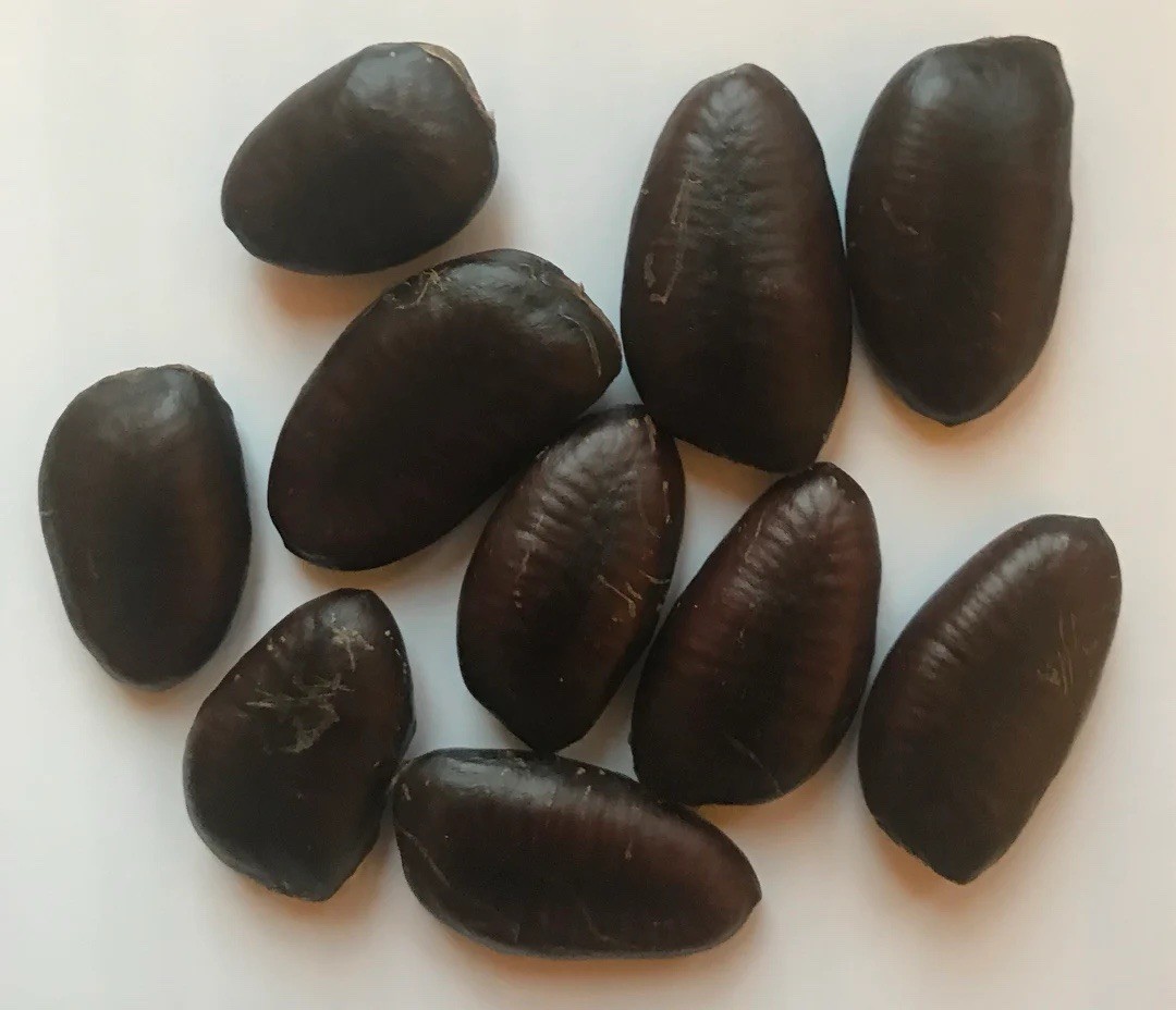 Pawpaw Seeds Native Wild Grown Ohio, 10 Pack, Cold Stratified