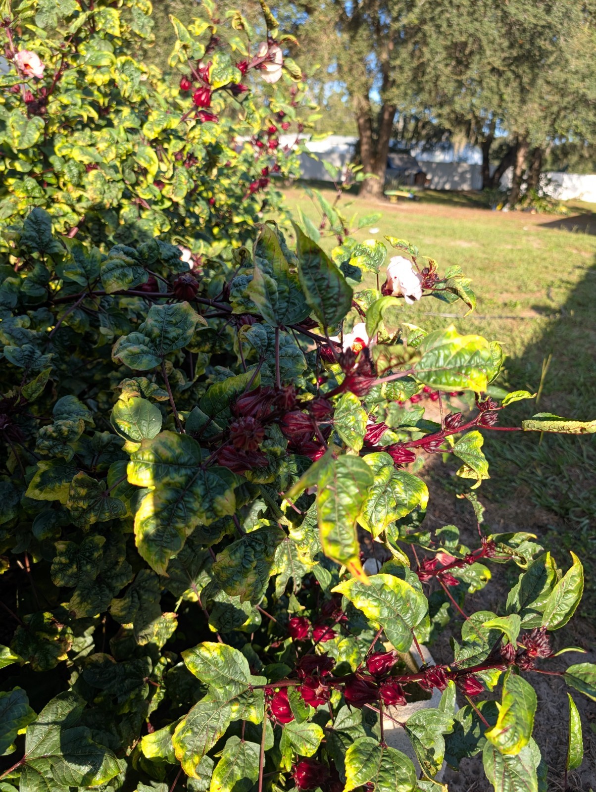 50 Roselle Seeds, also know as Jamaican Sorrel and Florida Cranberry grown in Fl