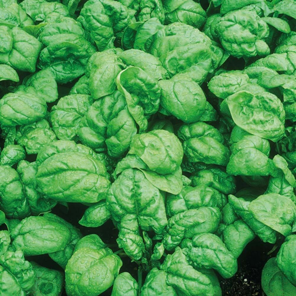 Spinach Bloomsdale Seeds 150+ Dark Green Vegetable Garden Heirloom FREE SHIPPING