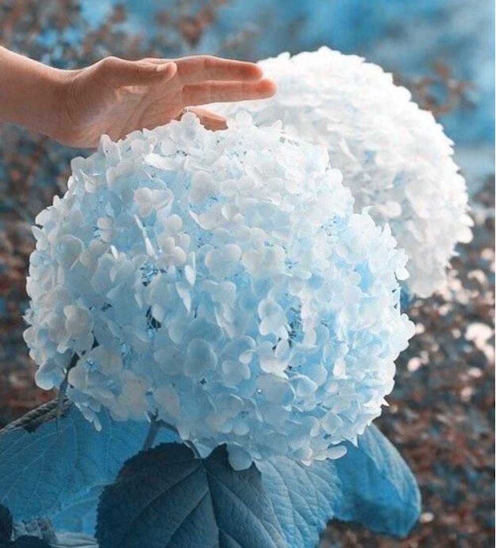 20 EXOTIC RARE HYDRANGEA SEEDS for garden bloom flower bed plant bush USA SELLER