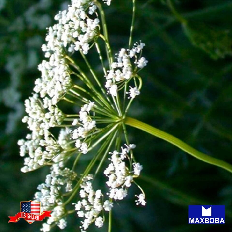 Anise Seeds Non-GMO Heirloom Open Pollinated Herb Garden
