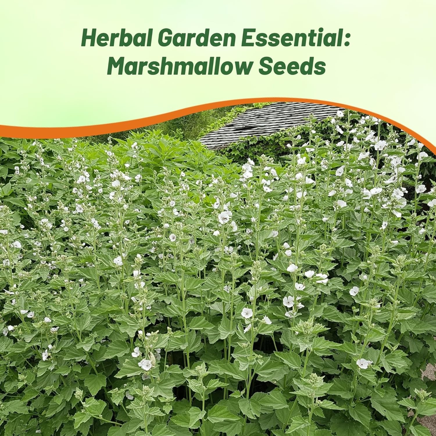 1000 Seeds Marsh Mallow Seeds For Planting – Althaea Officinalis Herb Seeds