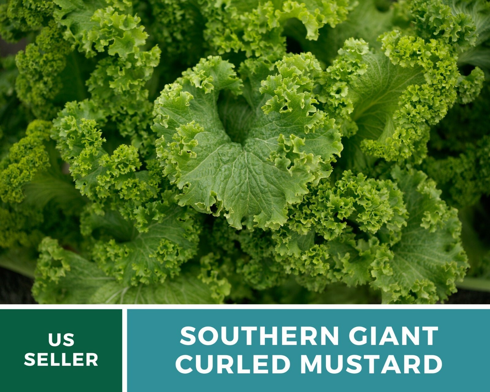 Mustard, Southern Giant – 250 Seeds – Sow Spring & Summer for Fall Harvest – Hei